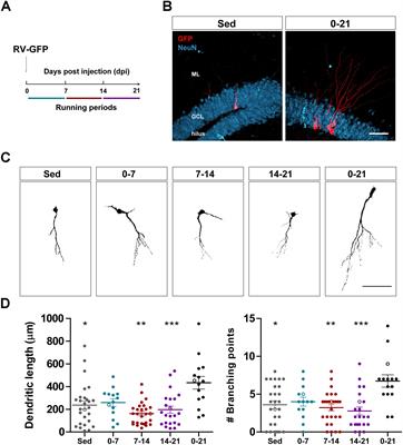 Rejuvenating the Brain With Chronic Exercise Through Adult Neurogenesis